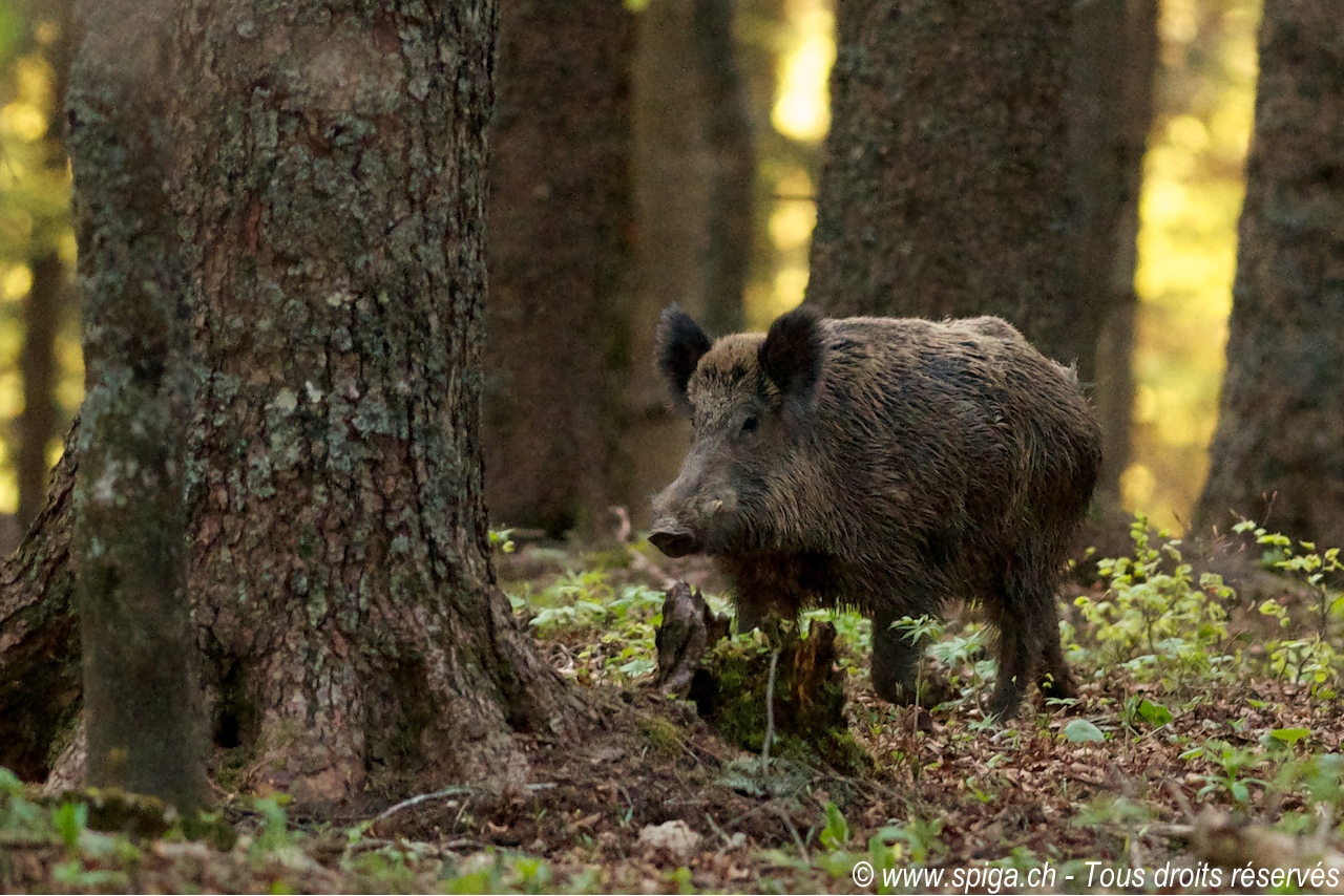 rencontres naturalistes franciliennes